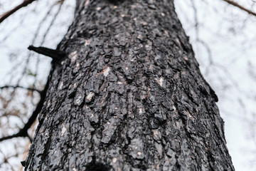 Wall Mural - Trunk of a pine burned in a strong fire against the light sky.