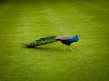 Peacock On The Green Grass In The Park