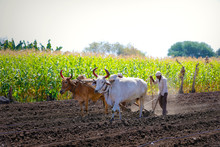 Young Indian Farmer Plowing At Field