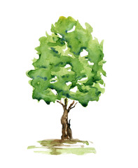 watercolor summer tree. hand drawn green plant for background, poster, banner. nature