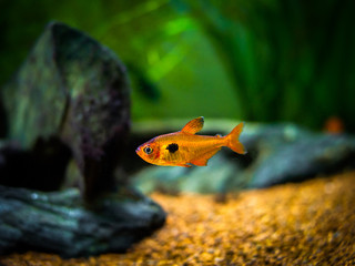 Poster - tetra serpae (Hyphessobrycon eques) in a fish tank with blurred background