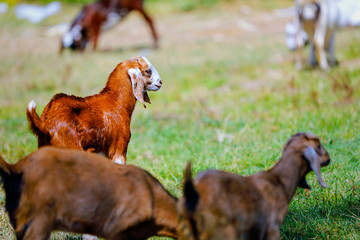 young indian goat at field