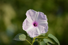 Pink Morning Glory Or Ipomoea Carnea Flowers In The Garden