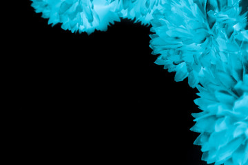 beautiful abstract color black and blue flowers on black background and dark graphic white flower fr