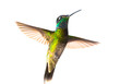 hummingbird flying with wings spread