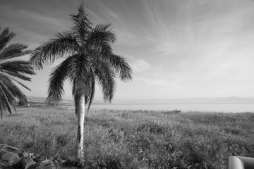  Palm Tree overlooking the Dead Sea in Israel