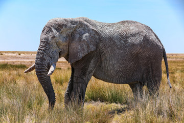 Lone mud covered bull elephant in the tall grass