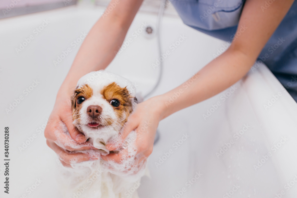 little sweet pet spitz get shower before grooming, cutting hair and claws. professional care of dogs in salon - obrazy, fototapety, plakaty 