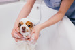 © alfa27 - little sweet pet spitz get shower before grooming, cutting hair and claws. professional care of dogs in salon