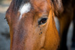 Close-up Of Horse Eye