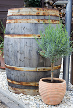 Wooden Rain Barrel And Lavender Tree In A Clay Pot
