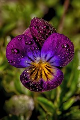 Canvas Print - Blooming flower - Spring time