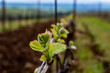 In the foreground a closeup of new leaves on a grapevine, a soft focus background of tilled soil, vineyard rows and green grass in an Oregon vineyard.