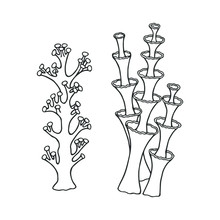  Fiendish Matches And Calyx Lichens. Vector Stock Illustration Eps 10. Hand Drawing. Out Line