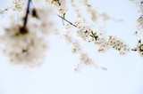 Fototapeta Kwiaty - cherry blossom in spring