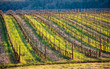 Afternoon light picks out fresh green grass between rows of grapevines, vine clippings layered in every other row in this view of an Oregon vineyard.