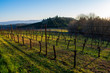 Evening light casts long shadows over green grass in a view of a spring vineyard in Oregon, vines bare of leaves, late afternoon light, forested hills in the background. 