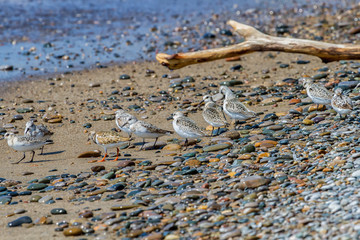 Shorebirds foraging at the beach 