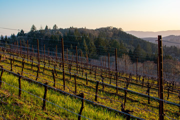 Looking through rows of trellised vines in an Oregon vineyard, green grass below, a forested hill behind, softened by warm afternoon light. 