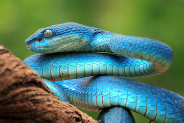 Wall Mural - blue viper snake closeup face