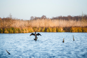 Cormorant on wooden piling. Autumn landscape with forest and lake