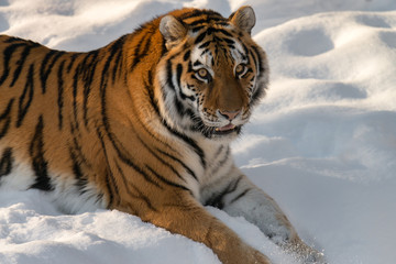 Wall Mural - beautiful tiger in the snow 