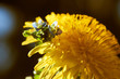 Wiosenny żółty kwiat polny (Mniszek lekarski, mlecz) w zbliżeniu i naturalnym oświetleniu