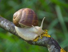 Big Snail In Shell (Helix Pomatia Also Roman Snail, Burgundy Snail) Crawling On A Tree Branch, Summer Sunny Day In Garden
