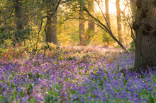 Bluebells In The Woods, Sunset In The Forest In Uk