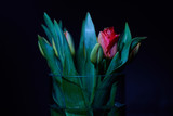 Fototapeta Tulipany - Malowane światłem tulipany w szklanym flakonie na ciemnym delikatnie rozświetlonym tle