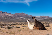 Llamas Mating In Arequipa, Peru