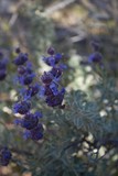 Fototapeta Lawenda - Small blossoms of blue emerge from rounded bracts on the native Purple Sage, Salvia Dorrii, Pioneertown Mountains Preserve, Southern Mojave Desert.