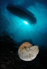 Wall Mural - The Nautilus Palau