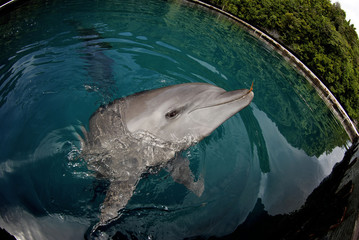 Wall Mural - dolphin in the water