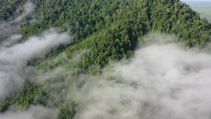 Wall Mural - Rainforest. Aerial view of rain forest jungle hillside landscape and clouds	