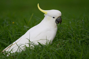 Wall Mural - Cockatoo Portrait as it Feeds on the Grass