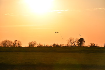 Poster - Sunset Field with Geese