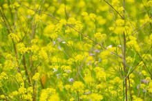 Field Of Wild Yellow Mustard, With A Scattering Of Purple Wildflowers