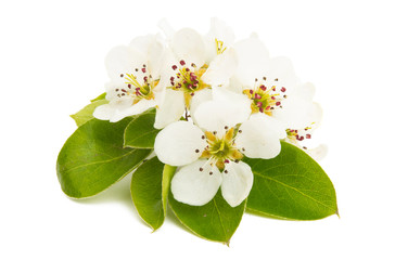 Canvas Print - pear flower isolated