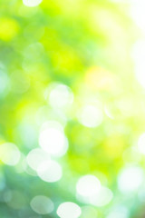 Wall Mural - Abstract background Natural green bokeh