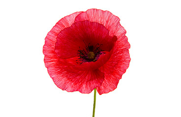 Wall Mural - poppy flower isolated