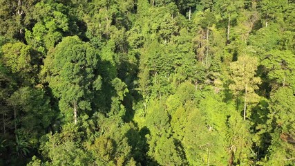 Wall Mural - Tropical rainforest. Aerial drone footage rain forest jungle