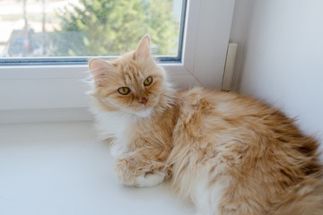 red fluffy cat lies by the window