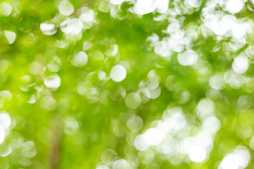 Wall Mural - abstract green bokeh background