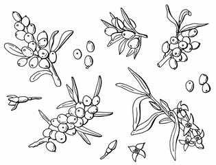 Black and white set of sea buckthorn berries. Line art. Stock illustration. White background, isolate.