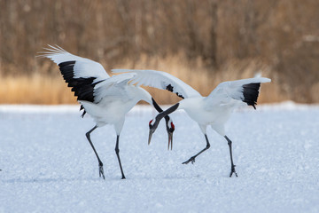 Wall Mural - The Red-crowned crane, Grus japonensis The crane is dancing in beautiful artick winter environment Japan Hokkaido Wildlife scene from Asia nature.