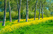 Trees In A Green Field With Grass And Yellow Wildflowers In Sunlight In Spring