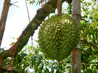 Durian on tree in tropical orchard.