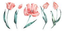 Watercolor Tulips Set. Salmon Tulips. Coral Delicate Flowers.