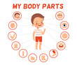 Poster for children learning. Cheerful boy and his body parts in separate pictures
